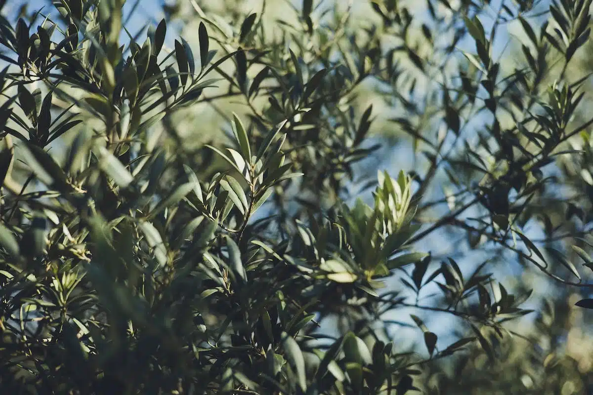 Conseils pour sculpter votre olivier et lui donner une forme harmonieuse