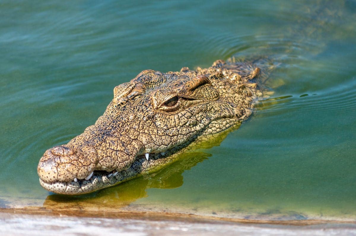 Crocodile : le roi de la vitesse dans l’eau !
